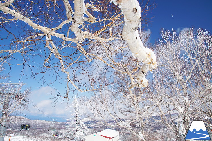 札幌国際スキー場 Welcome back POWDER SNOW !! ～パウダースノー復活～